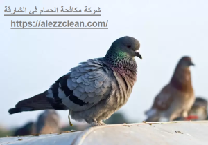 [صورة: %D8%B4%D8%B1%D9%83%D8%A9-%D9%85%D9%83%D8...00x210.png]