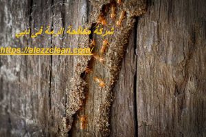 شركة مكافحة الرمة فى دبي