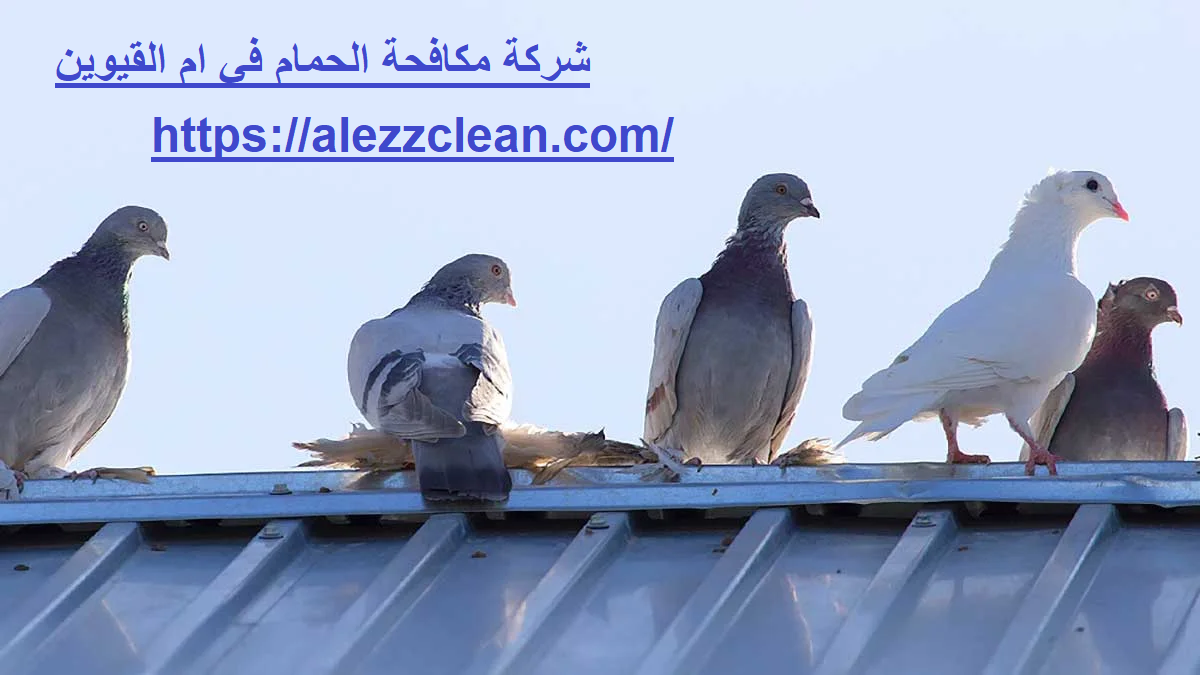 شركة مكافحة الحمام في ام القيوين
