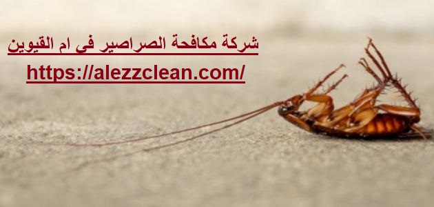 شركة مكافحة الصراصير في ام القيوين