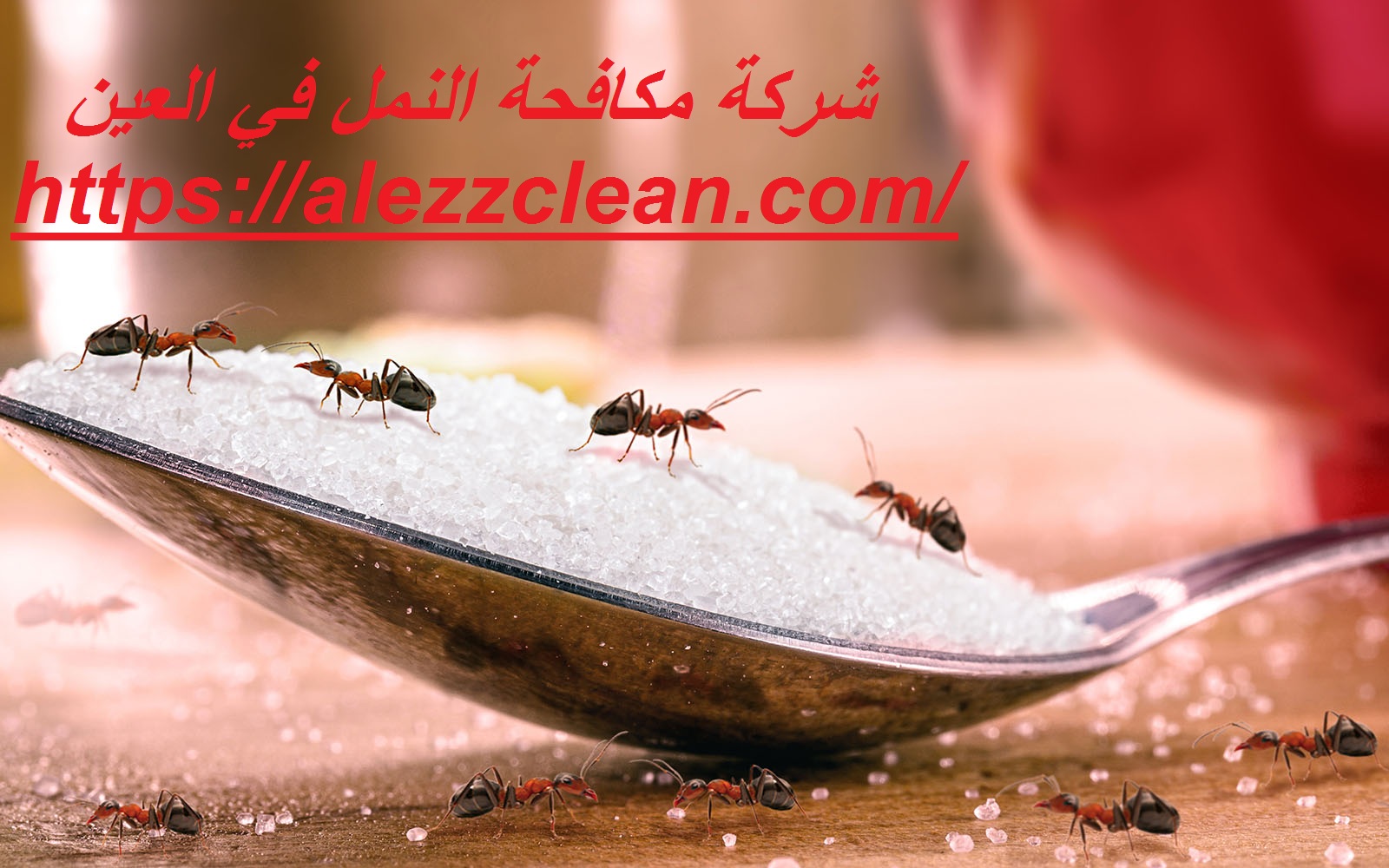 شركة مكافحة النمل في العين