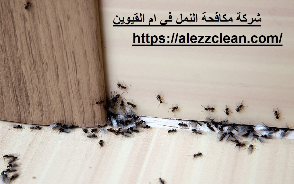 شركة مكافحة النمل في ام القيوين