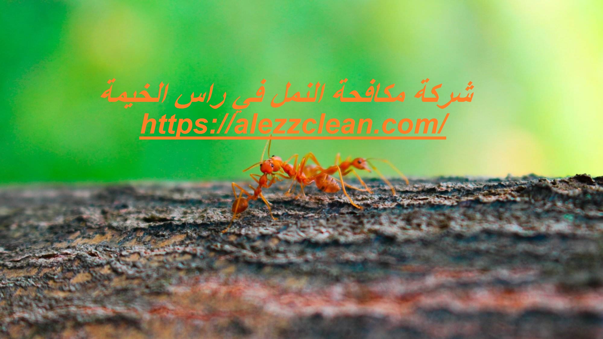 شركة مكافحة النمل في راس الخيمة