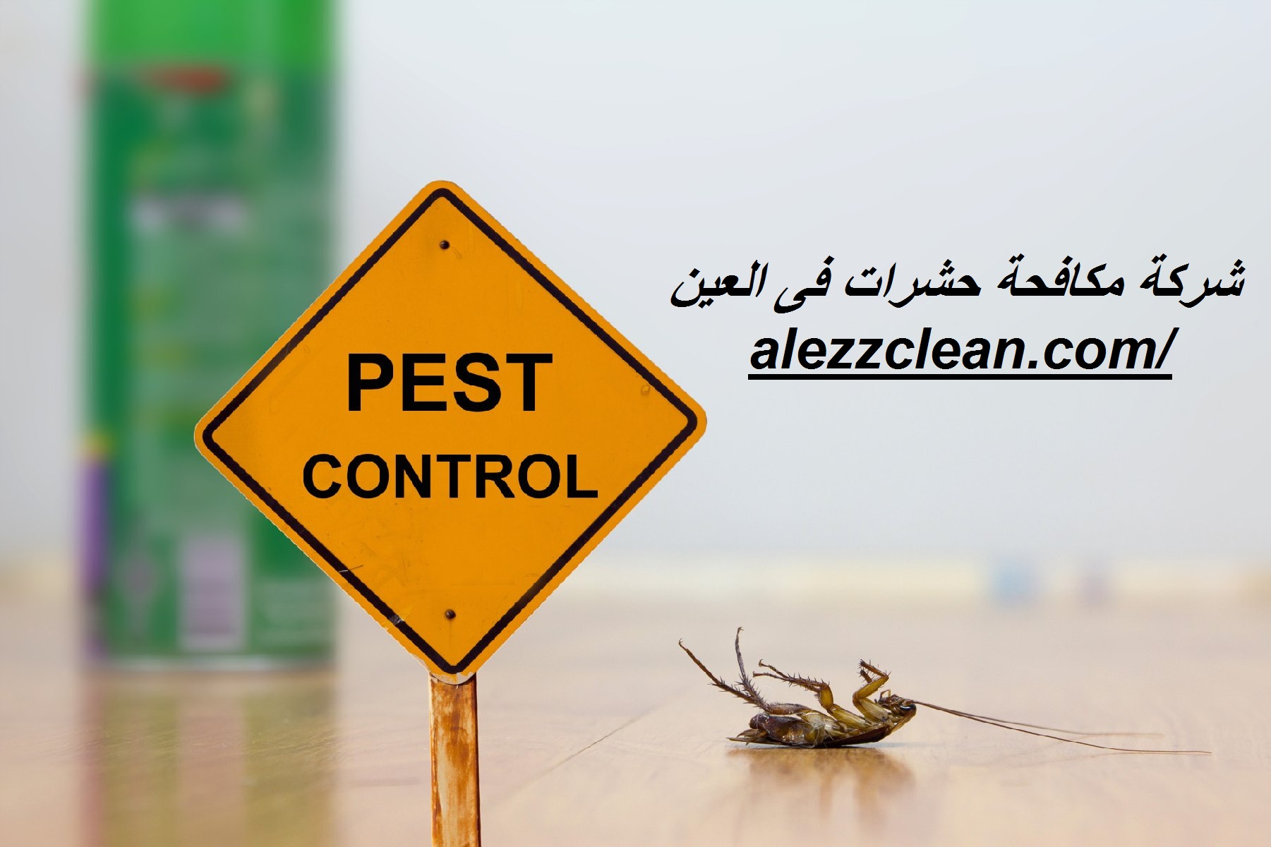 شركة مكافحة حشرات فى العين