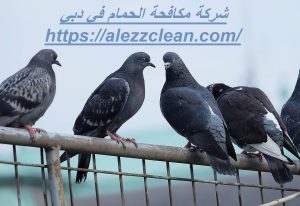 [صورة: %D8%B4%D8%B1%D9%83%D8%A9-%D9%85%D9%83%D8...00x206.jpg]
