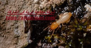 شركة مكافحة الرمة في الشارقة