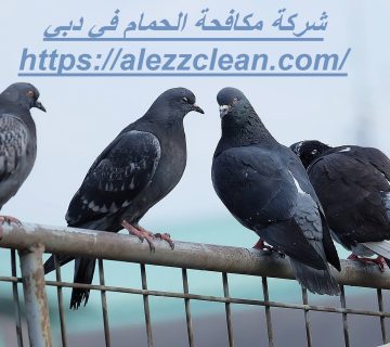 شركة مكافحة الحمام في دبي