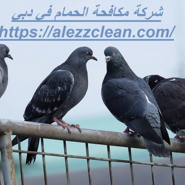 شركة مكافحة الحمام في دبي