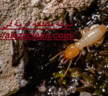 شركة مكافحة الرمة في الشارقة