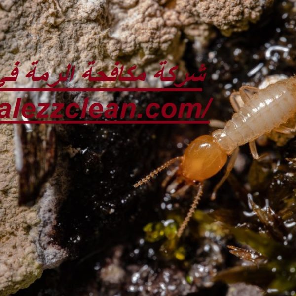 شركة مكافحة الرمة في الشارقة