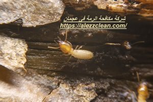 شركة مكافحة الرمة فى عجمان