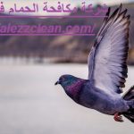 شركة مكافحة الحمام في عجمان