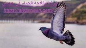 شركة مكافحة الحمام في عجمان