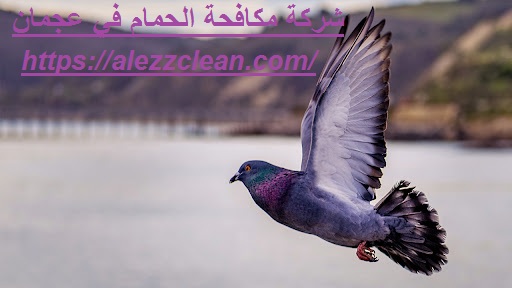 شركة مكافحة الحمام في عجمان