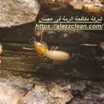 شركة مكافحة الرمة فى عجمان