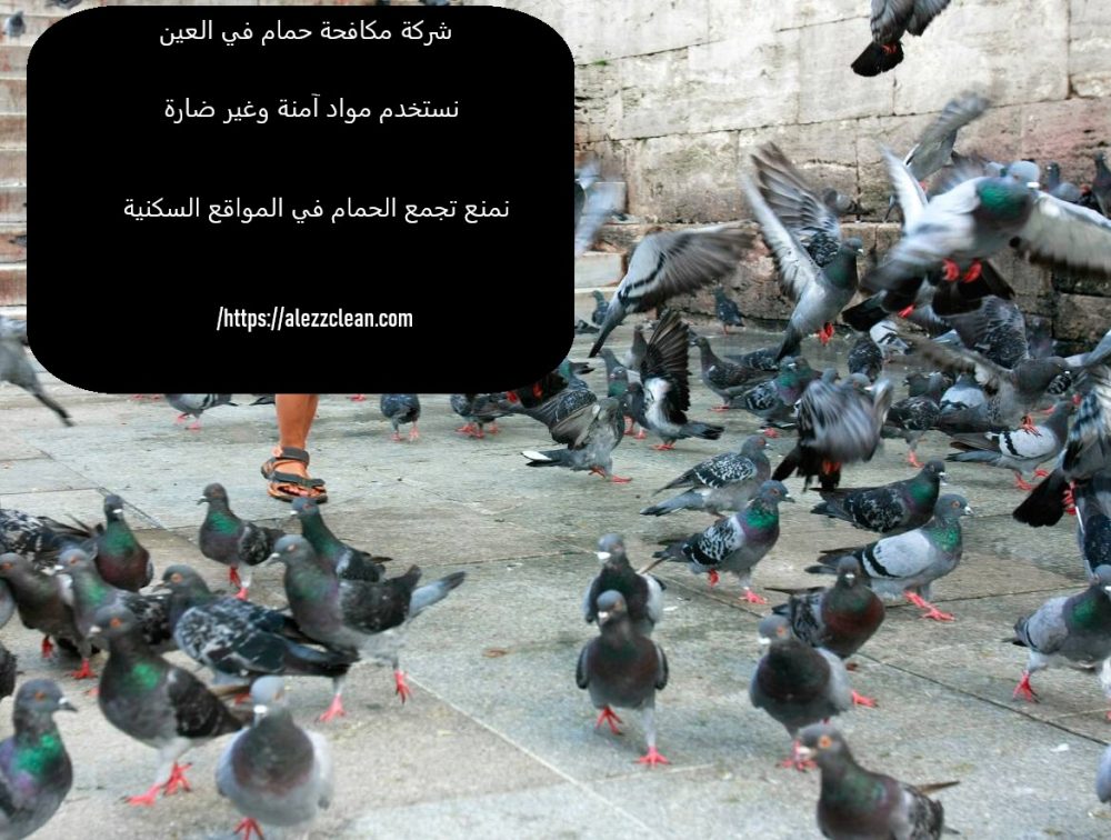 شركة مكافحة حمام فى العين