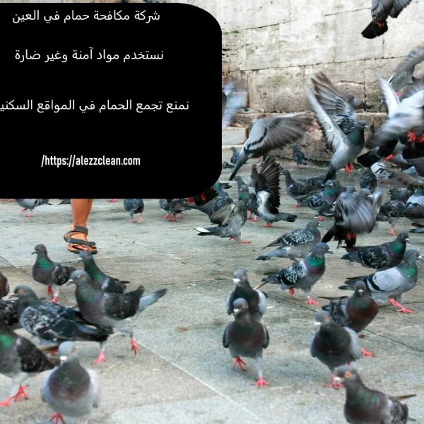 شركة مكافحة حمام فى العين