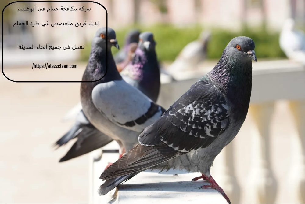 شركة مكافحة حمام في أبوظبي