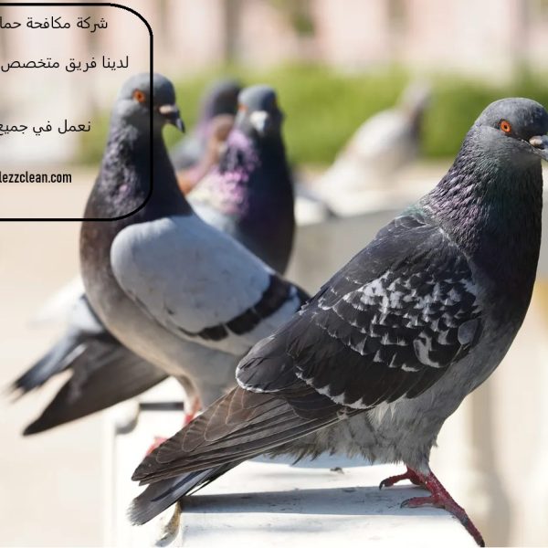 شركة مكافحة حمام في أبوظبي