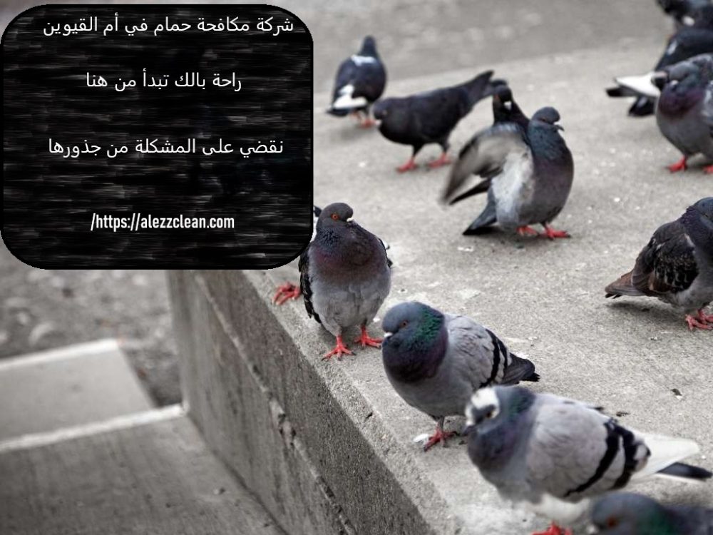 شركة مكافحة حمام في أم القيوين