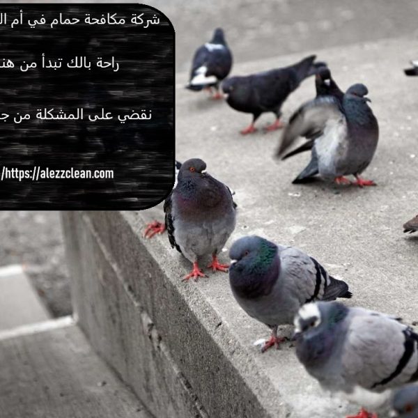 شركة مكافحة حمام في أم القيوين