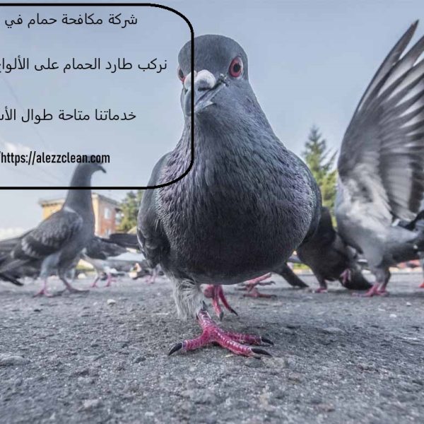 شركة مكافحة حمام في الشارقة