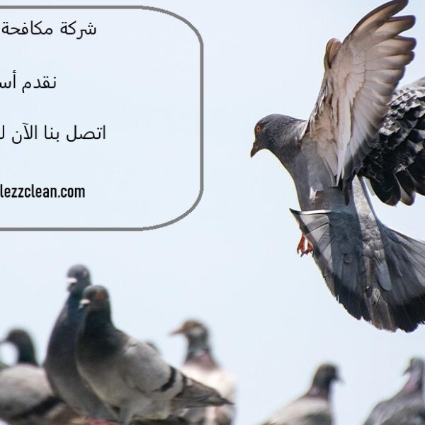 شركة مكافحة حمام في الفجيرة