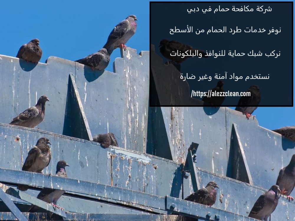 شركة مكافحة الحمام في دبي
