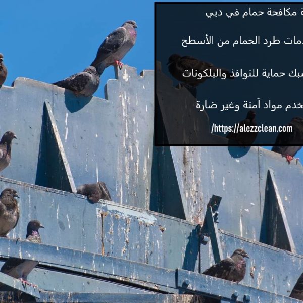 شركة مكافحة الحمام في دبي