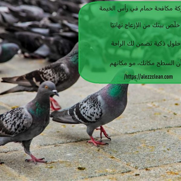 شركة مكافحة الحمام في رأس الخيمة